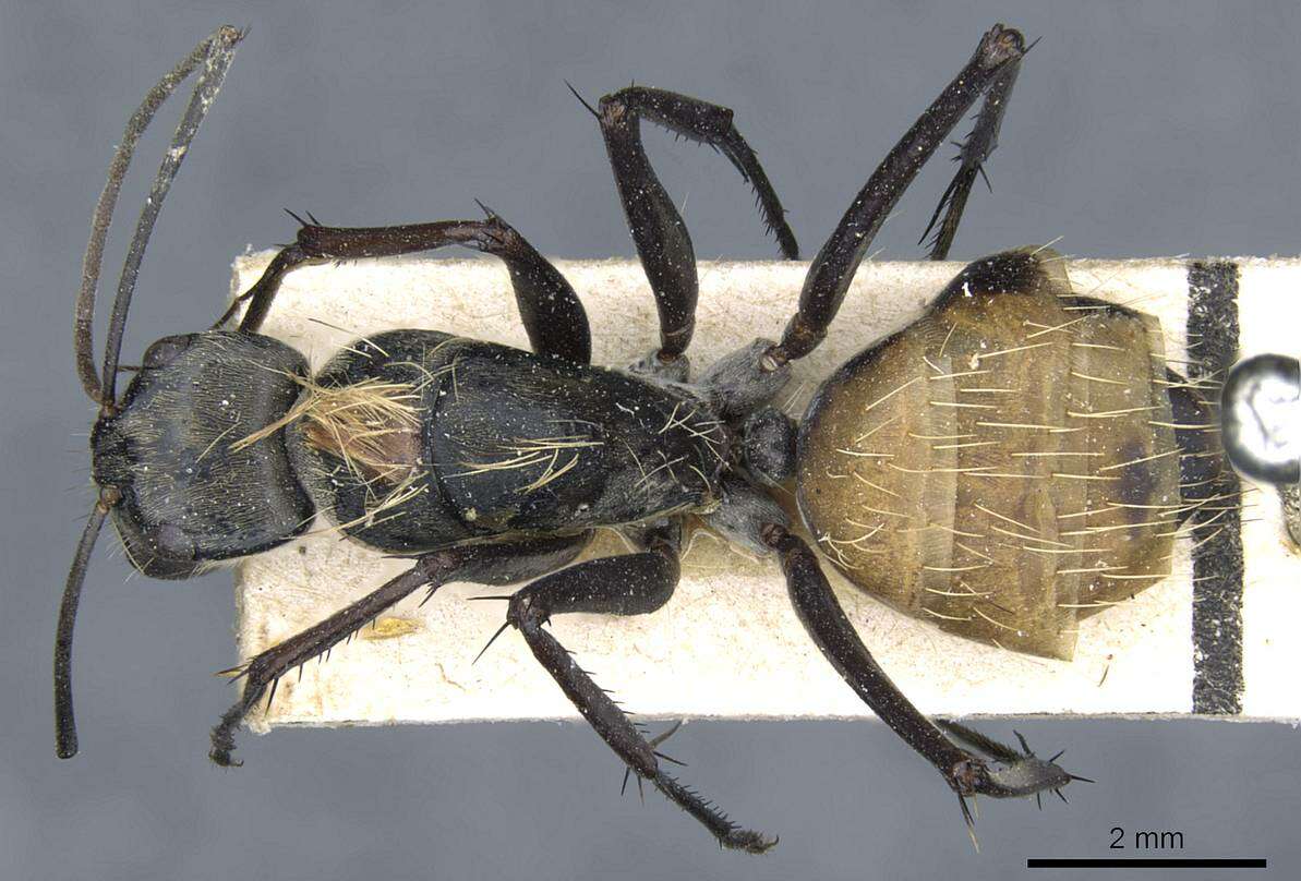 Image of Camponotus luteiventris Emery 1897