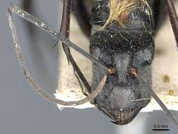 Image of Camponotus luteiventris Emery 1897