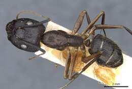 Imagem de Camponotus melanoticus Emery 1894