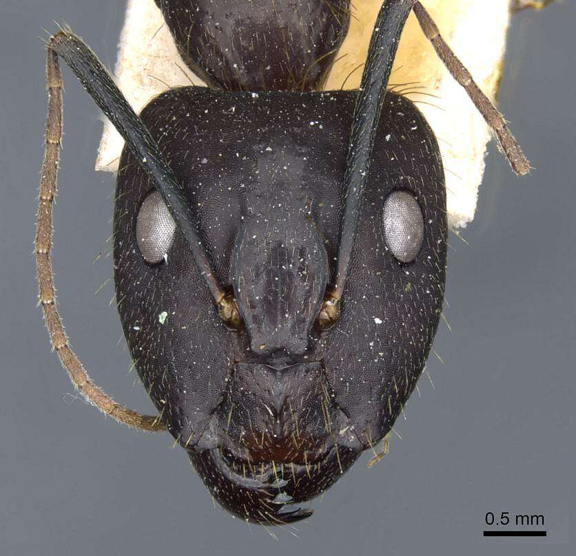 Imagem de Camponotus melanoticus Emery 1894