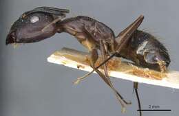 Imagem de Camponotus melanoticus Emery 1894