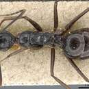 Image of Polyrhachis schang Forel 1879