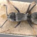 Image of Polyrhachis sculpta Emery 1887