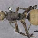 Image of Polyrhachis beccarii Mayr 1872