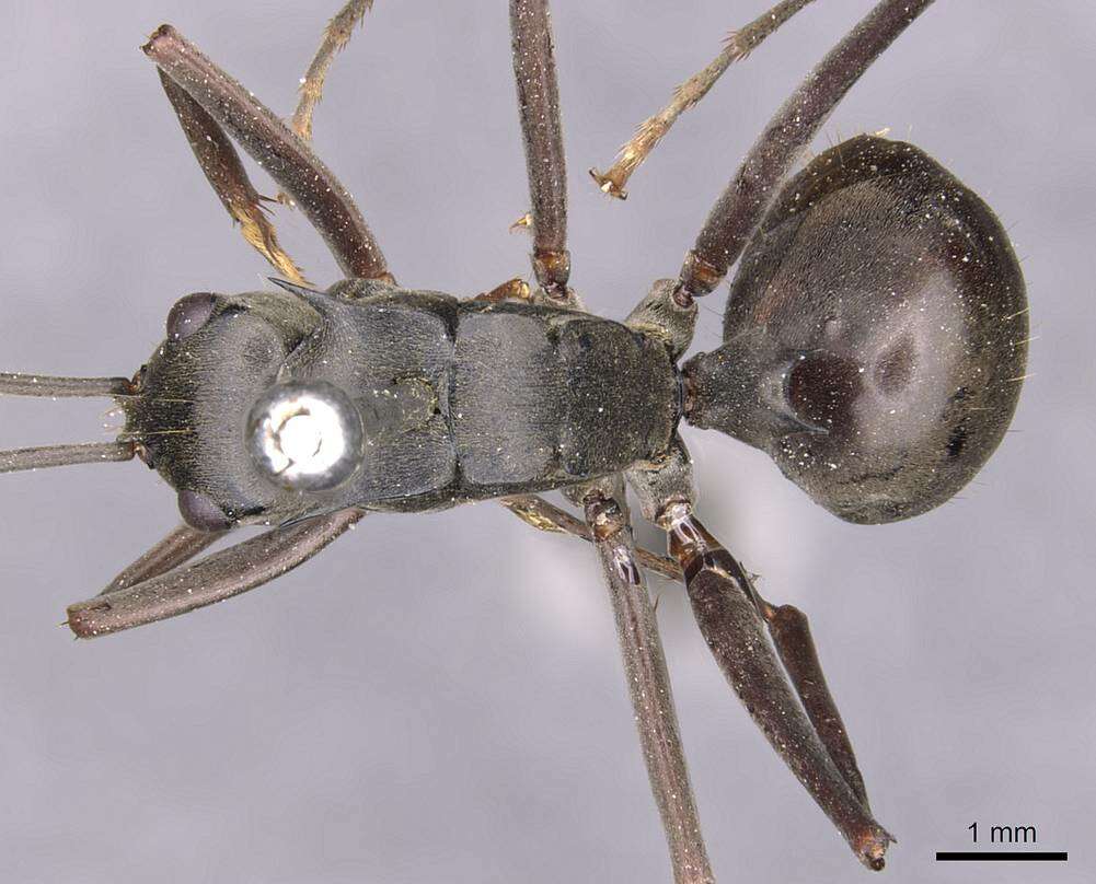 Image of Polyrhachis continua Emery 1887