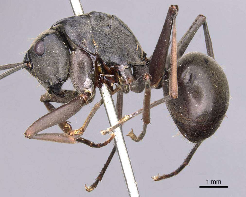 Image of Polyrhachis continua Emery 1887