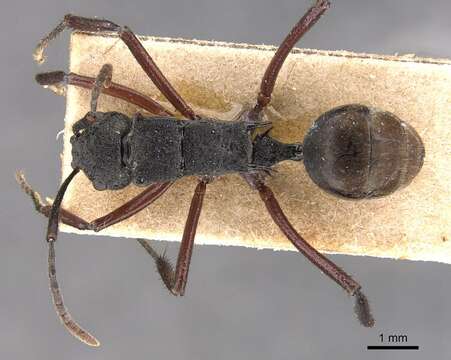 Image of Polyrhachis paxilla Smith 1863