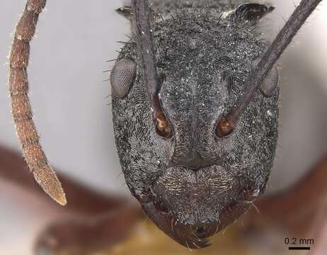 Image of Polyrhachis paxilla Smith 1863