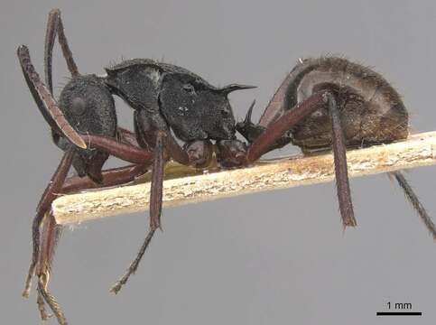 Image of Polyrhachis paxilla Smith 1863