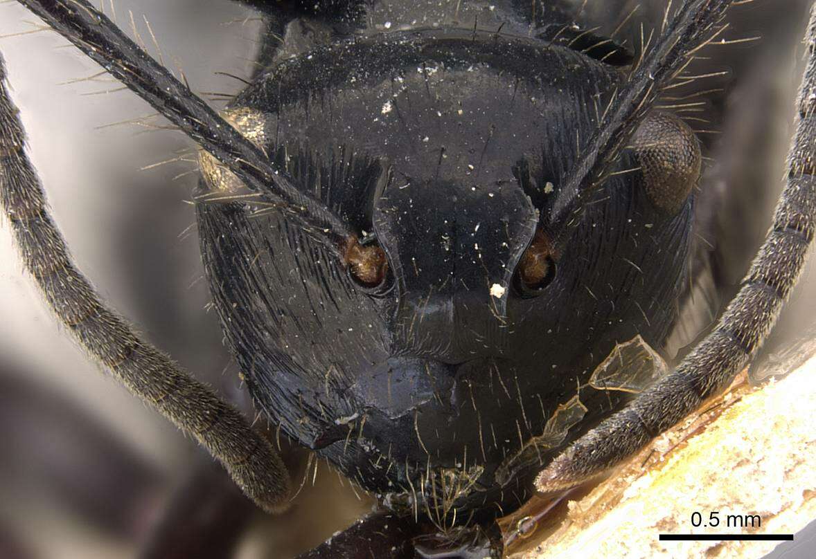 Image de Polyrhachis subcyanea Emery 1897