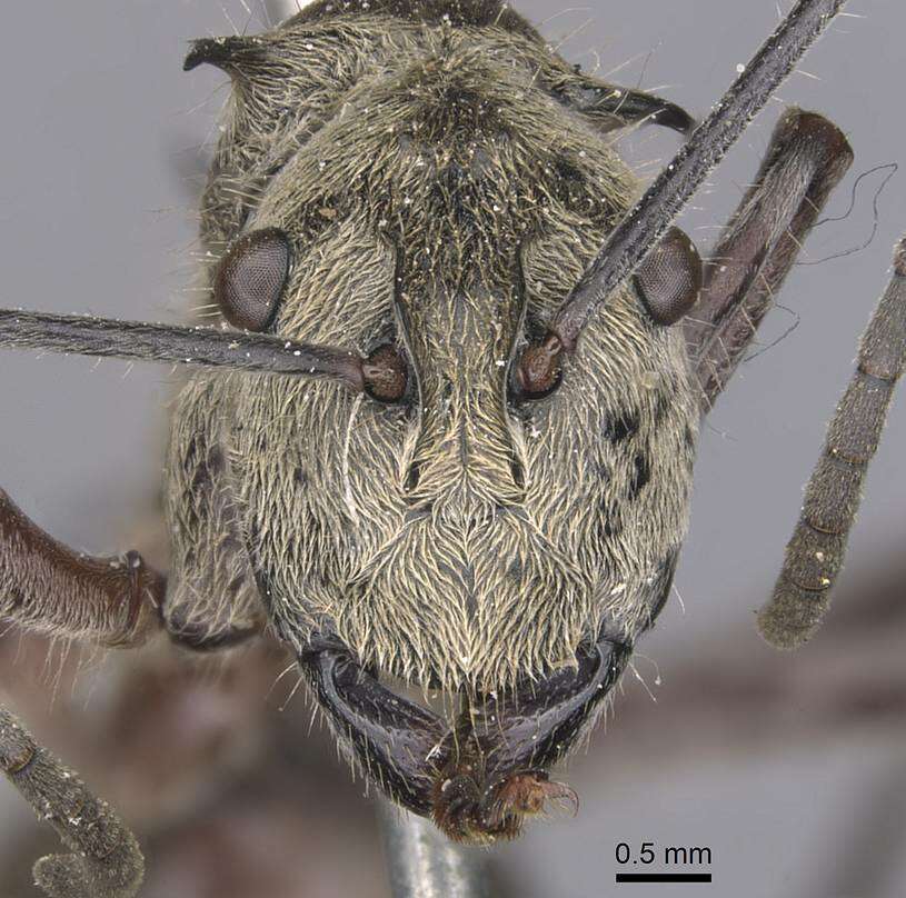 Image of Polyrhachis reclinata Emery 1887