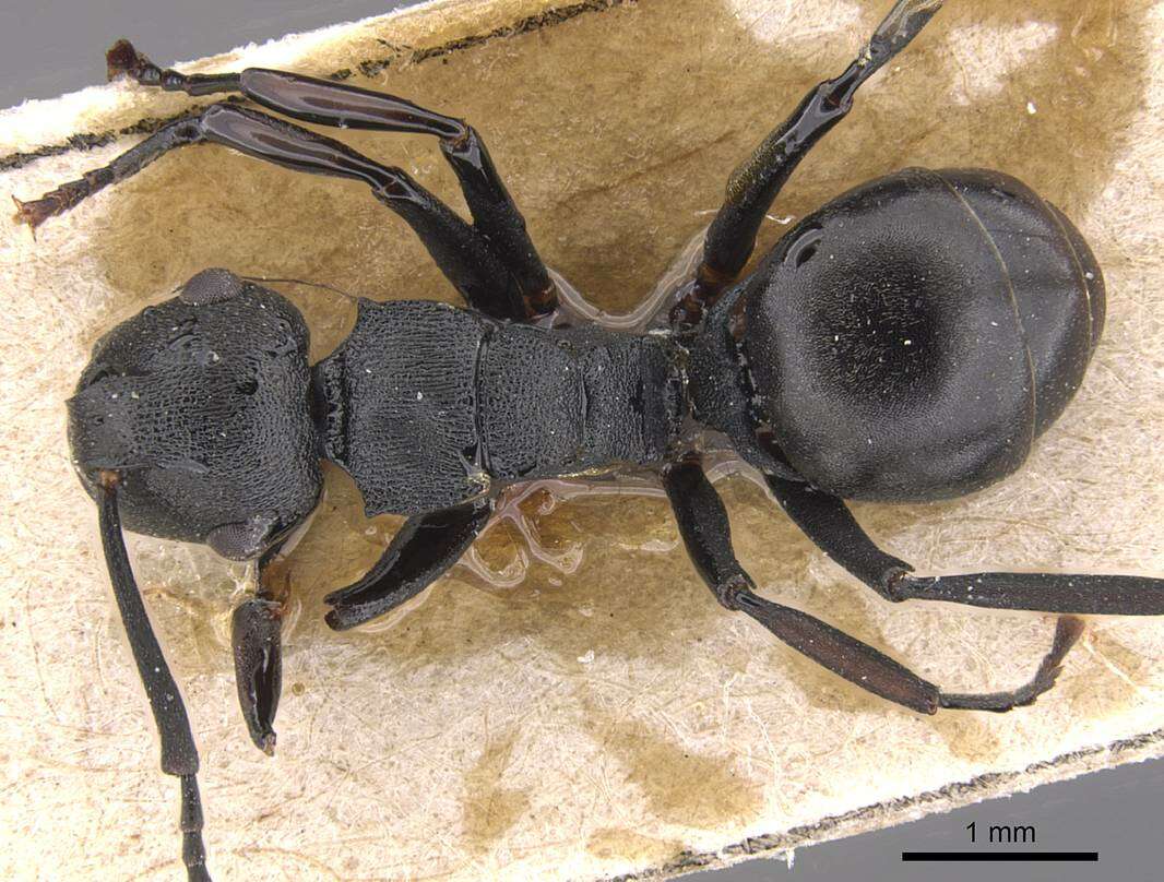 Image of Polyrhachis simillima Emery 1900