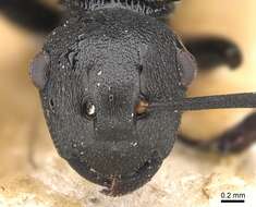 Image of Polyrhachis simillima Emery 1900
