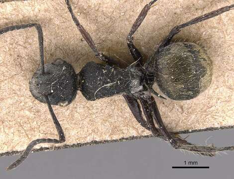 Plancia ëd Polyrhachis arcuata (Le Guillou 1842)