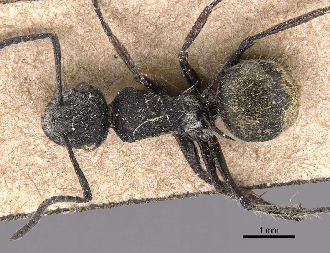 Plancia ëd Polyrhachis arcuata (Le Guillou 1842)