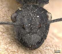 Plancia ëd Polyrhachis arcuata (Le Guillou 1842)