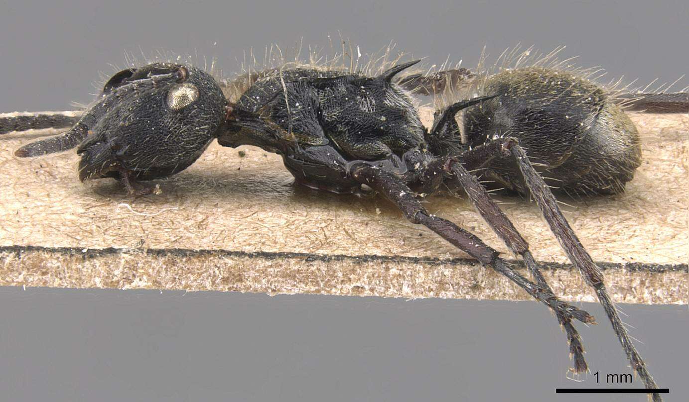 Plancia ëd Polyrhachis arcuata (Le Guillou 1842)