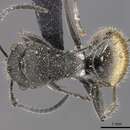 Image of Polyrhachis guerini Roger 1863