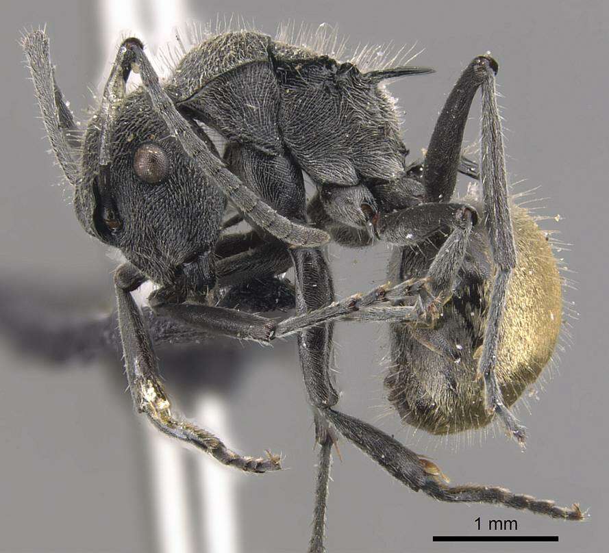 Image of Polyrhachis guerini Roger 1863