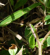 Image of Conocephalus (Anisoptera) equatorialis (Giglio-Tos 1898)