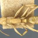Image of Anochetus haytianus Wheeler & Mann 1914