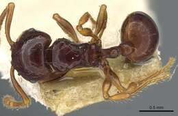 Image of Pristomyrmex mandibularis Mann 1921