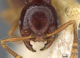 Image of Pristomyrmex mandibularis Mann 1921