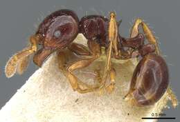 Image of Pristomyrmex mandibularis Mann 1921