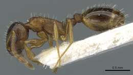 Image of <i>Temnothorax gredosi</i>