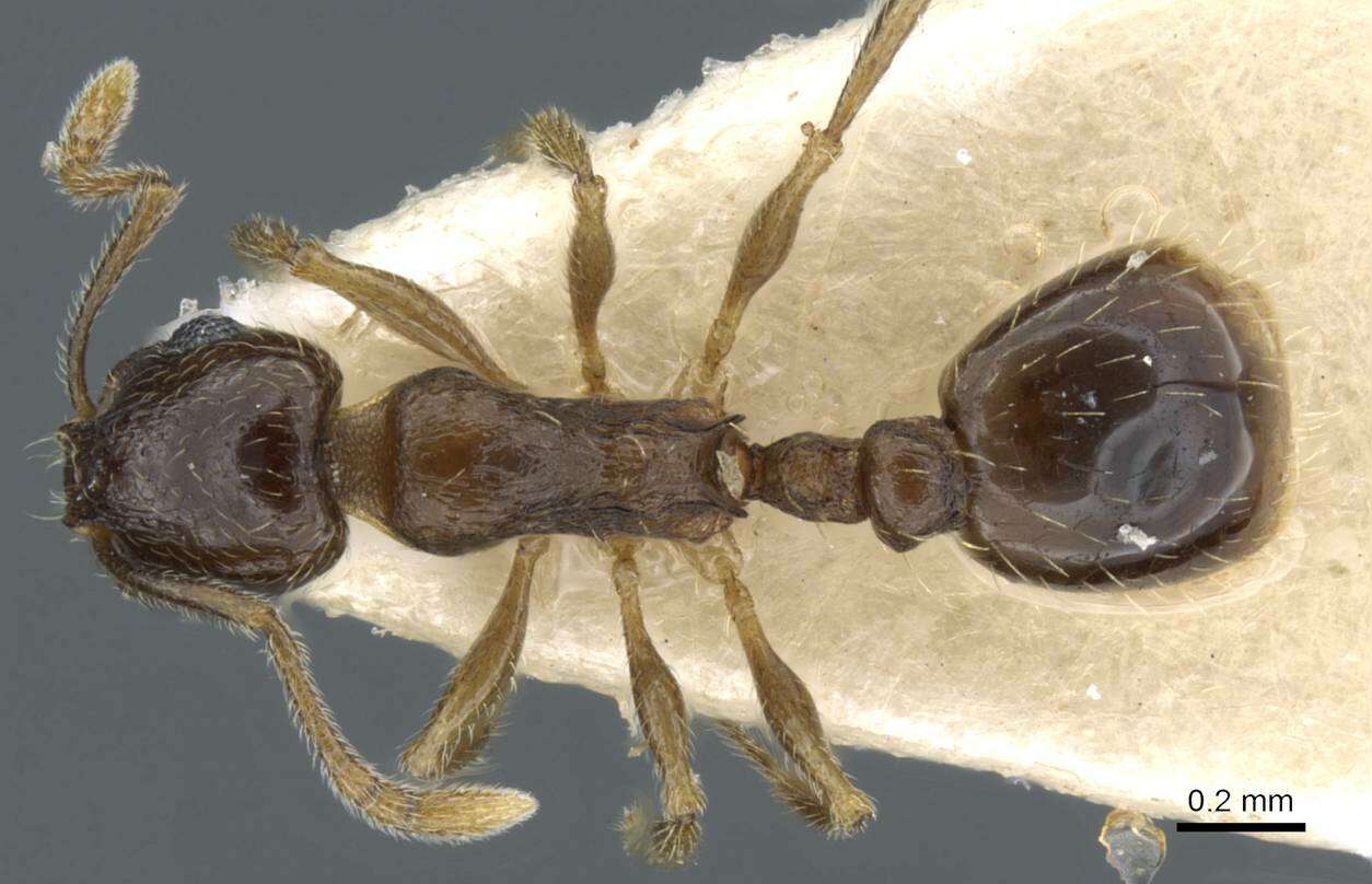 Image of Temnothorax caesari
