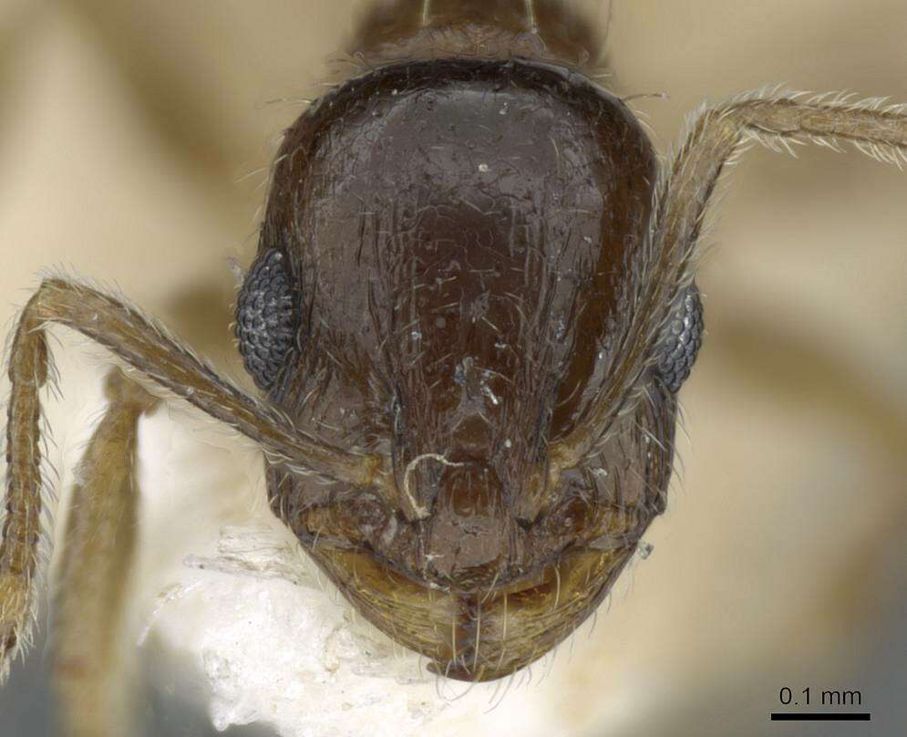 Image of Temnothorax caesari