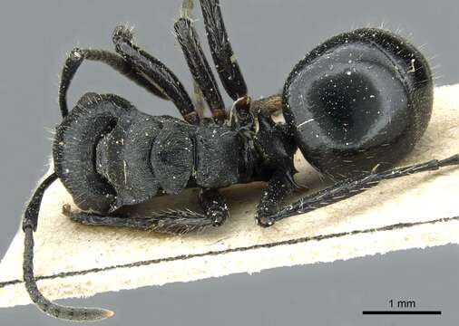 صورة Polyrhachis decemdentata Andre 1889