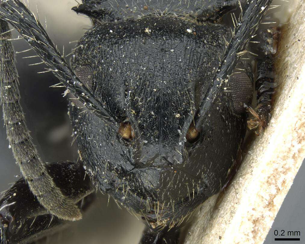 صورة Polyrhachis decemdentata Andre 1889