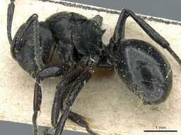 صورة Polyrhachis decemdentata Andre 1889