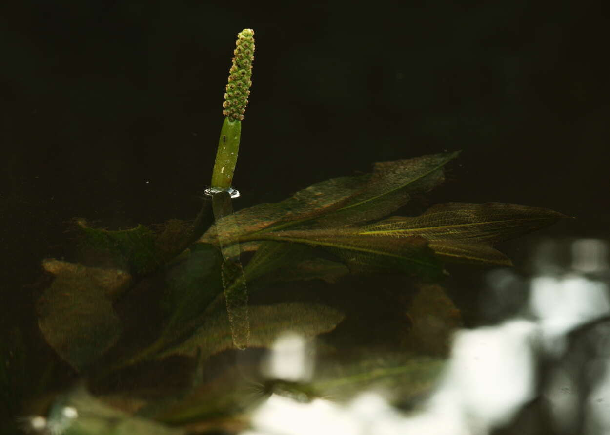 Image of Shining Pondweed