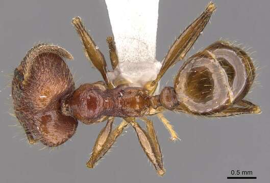 Image of <i>Pheidole elongicephala</i> Eguchi