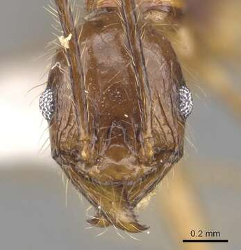 Image of <i>Pheidole elongicephala</i> Eguchi