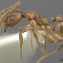 Image of <i>Pheidole laevithorax</i> Eguchi