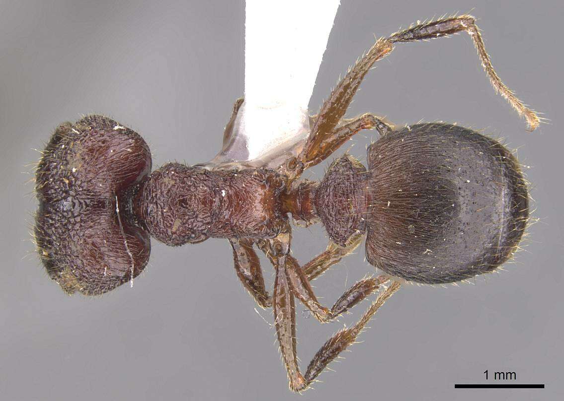 Image of <i>Pheidole tumida</i>