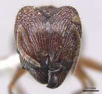 Image of <i>Pheidole tumida</i>