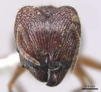 Image of <i>Pheidole tumida</i>