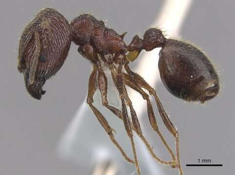 Image of <i>Pheidole tumida</i>