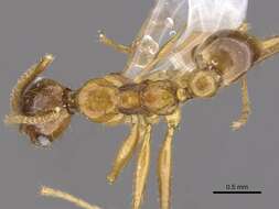 Image of <i>Pheidole tumida</i>