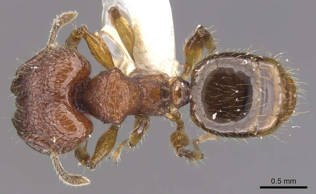 Image of <i>Pheidole colpigaleata</i> Eguchi