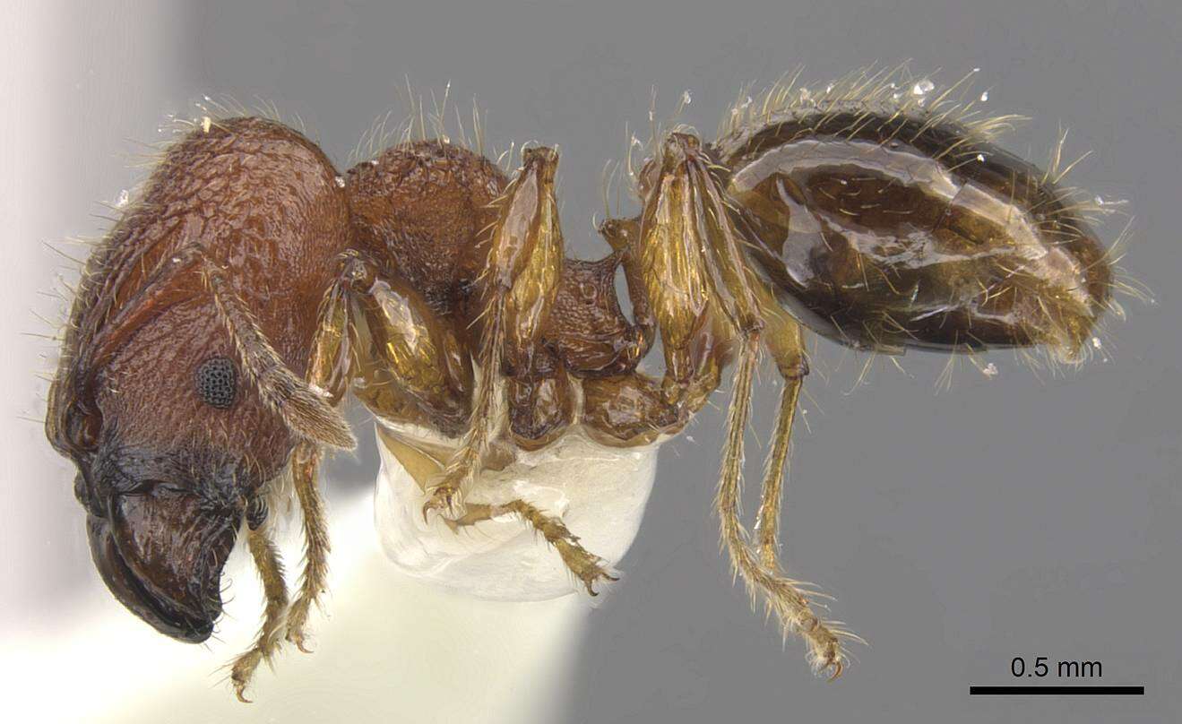 Image of <i>Pheidole colpigaleata</i> Eguchi