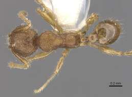 Image of <i>Pheidole colpigaleata</i> Eguchi