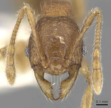 Image of <i>Pheidole colpigaleata</i> Eguchi