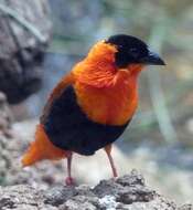 Image of Northern Red Bishop