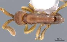 Image of <i>Probolomyrmex vieti</i>