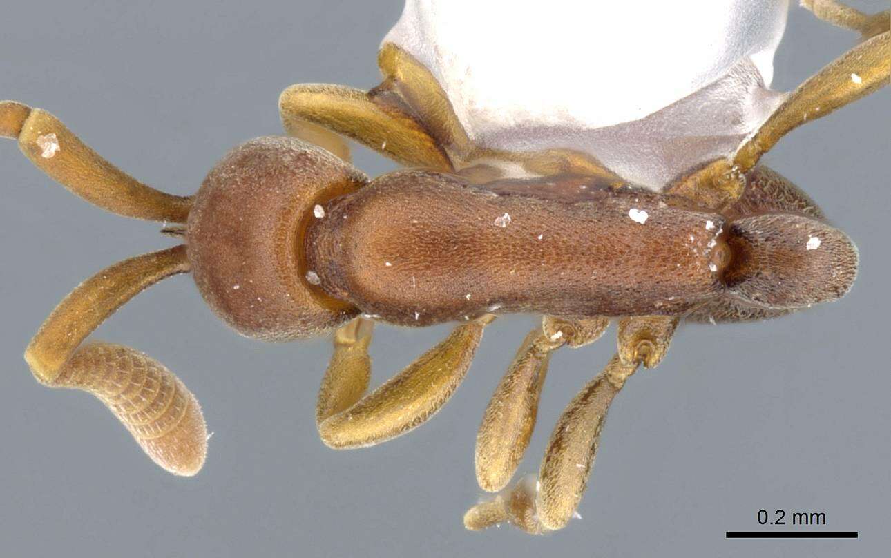 Image of <i>Probolomyrmex vieti</i>